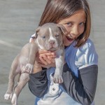 American Bully puppy Kobe with girl