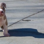 American Bully puppy Kobe standing alongside his shadow